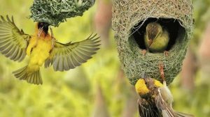 6 Warna Bulu Burung Manyar Cantik Filosofisnya 4 6 Warna Bulu Burung Manyar Cantik Filosofisnya