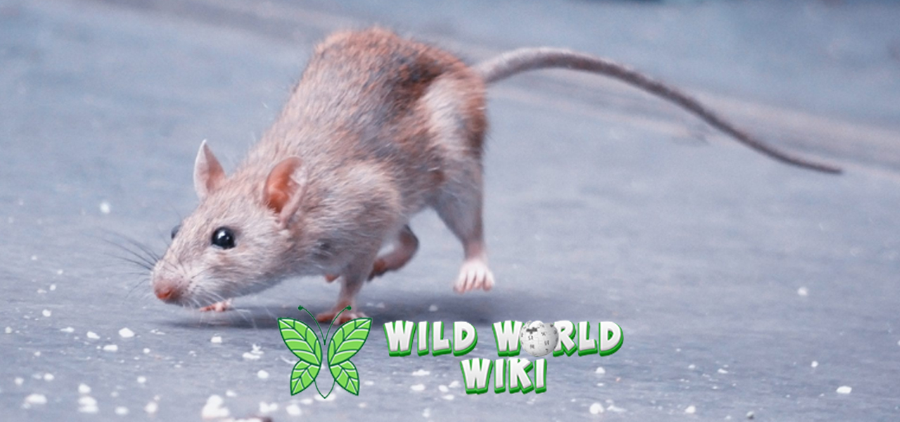 Tikus Paling Cerdas di Dunia, Nomor 3 Bikin Merinding!