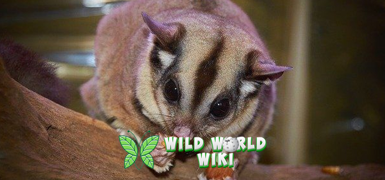 6 Alasan Tikus Terbang Jadi Satwa Unik di Alam Bebas 3 6 Alasan Tikus Terbang Jadi Satwa Unik di Alam Bebas