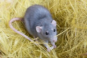 Tikus Paling Cerdas di Dunia, Nomor 3 Bikin Merinding!
