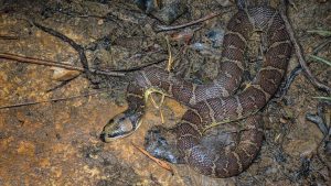 Ular Kadut dan 4 Misteri Alam yang Belum Terpecahkan 4 Ular Kadut dan 4 Misteri Alam yang Belum Terpecahkan