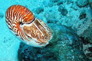 Moluska Keindahan dan 4 Keajaiban Dunia Laut