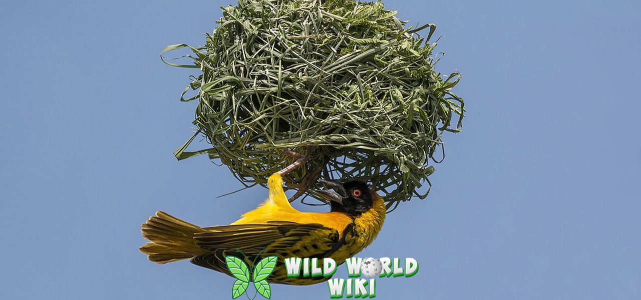 6 Warna Bulu Burung Manyar Cantik Filosofisnya 3 6 Warna Bulu Burung Manyar Cantik Filosofisnya