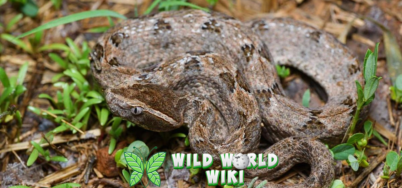 Keunikan Ular Tanah 2 Realita baru Perlu Kamu Tahu