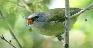Pleci Fighter Burung Kecil Curiga 01 Mental Juara 4 Pleci Fighter Burung Kecil Curiga 01 Mental Juara