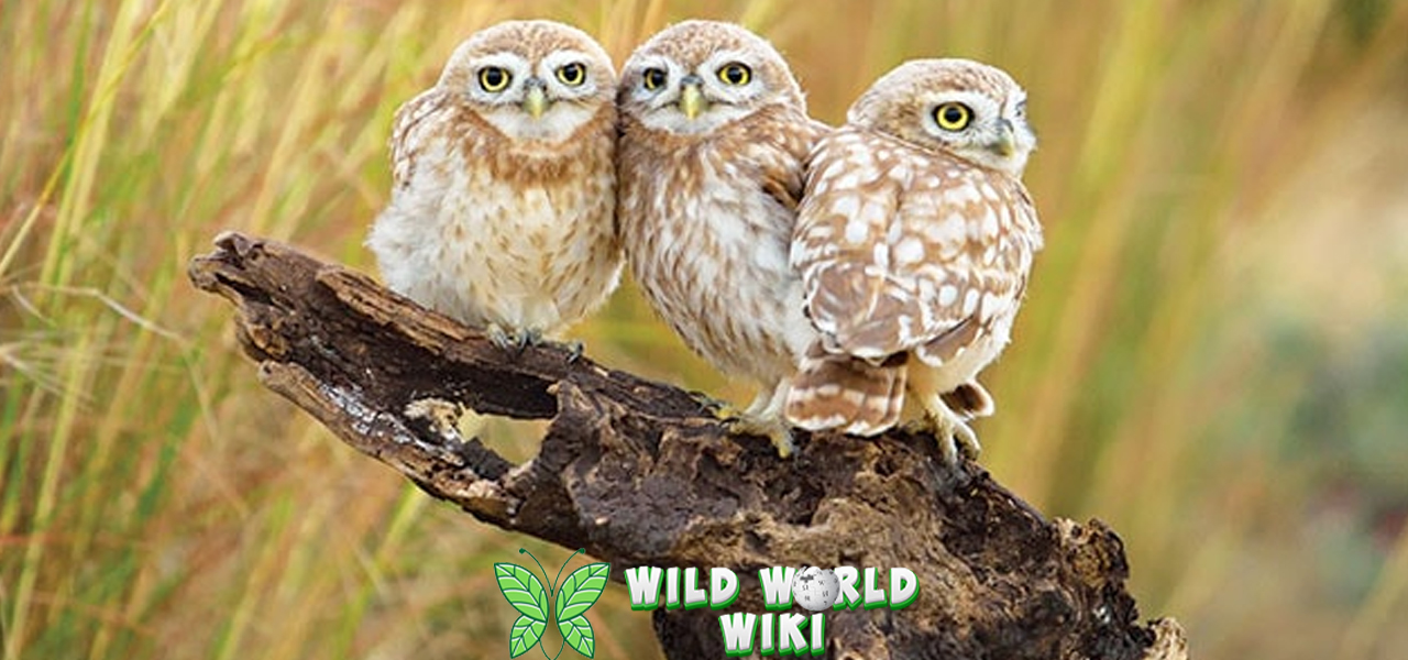 Burung Hantu 25 Pemburu Malam yang Cerdas 3 Burung Hantu 25 Pemburu Malam yang Cerdas