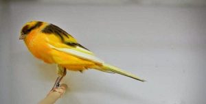 Burung Kenari F1 Dari Peternakan hingga Terjun