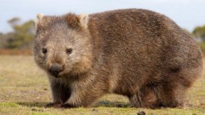 Mengenal Wombat 13 Marsupial Unik Australia 4 Mengenal Wombat 13 Marsupial Unik Australia