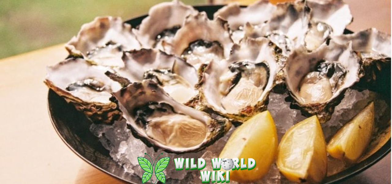 Oyster 1 Hewan Laut yang Kaya Nutrisi dan Misteri 3 Oyster 1 Hewan Laut yang Kaya Nutrisi dan Misteri