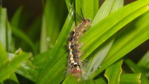 Ulat Bulu Si Kecil Berbulu yang Penuh 6x Misteri
