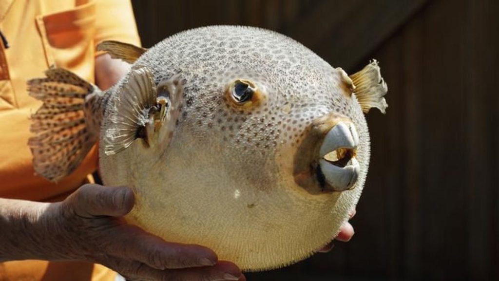 Ikan Butal Predator 3 Air yang Penuh Misteri