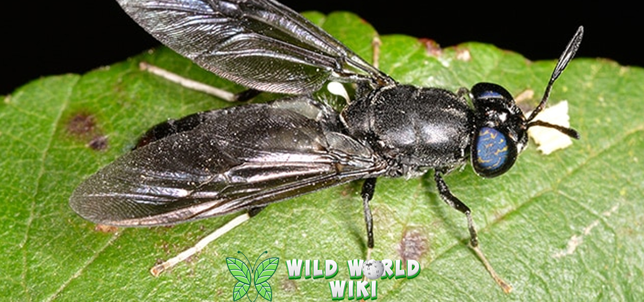 Lalat Damar 12 Simfoni Alam yang Memukau