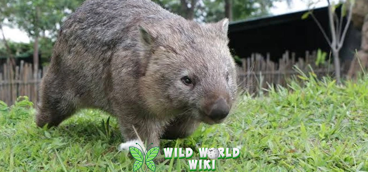 Mengenal Wombat 13 Marsupial Unik Australia