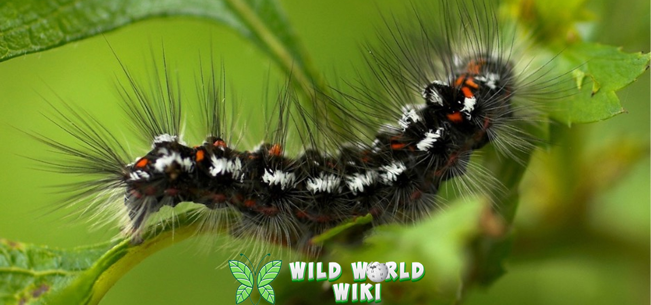 Ulat Bulu Si Kecil Berbulu yang Penuh 6x Misteri 3 Ulat Bulu Si Kecil Berbulu yang Penuh 6x Misteri