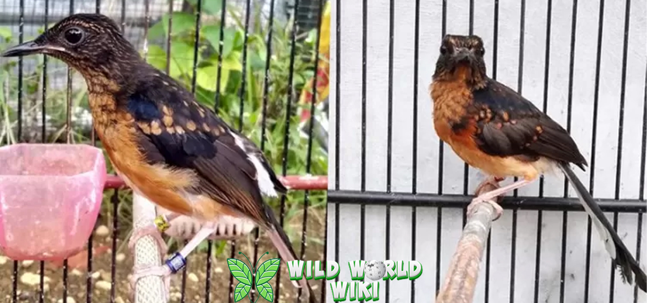 Burung Trotolan Si Imut dalam 2 Pesona Alami