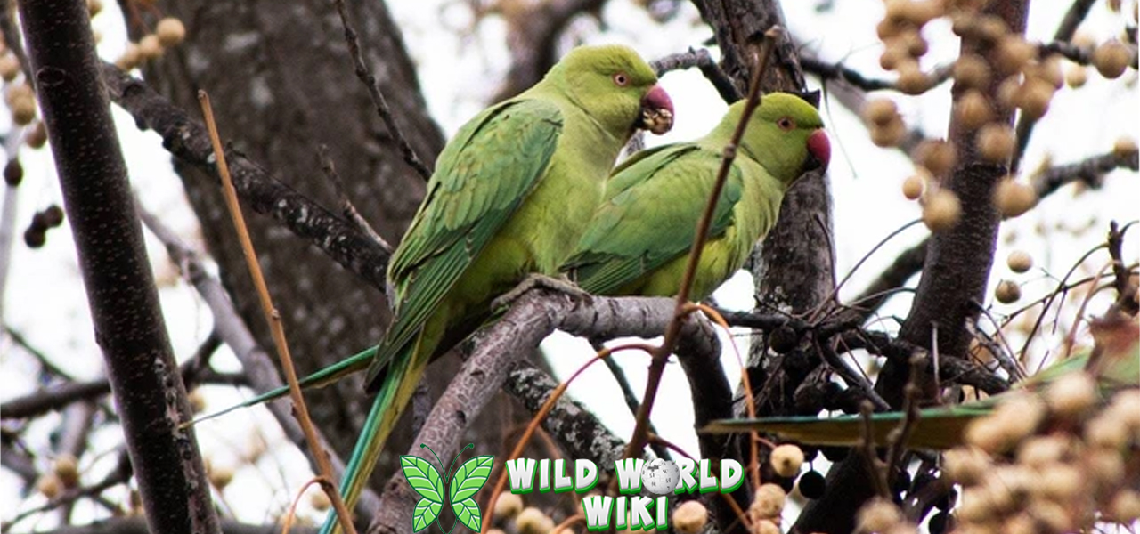 Parkit 10 Teman Kecil Penuh Menggemaskan