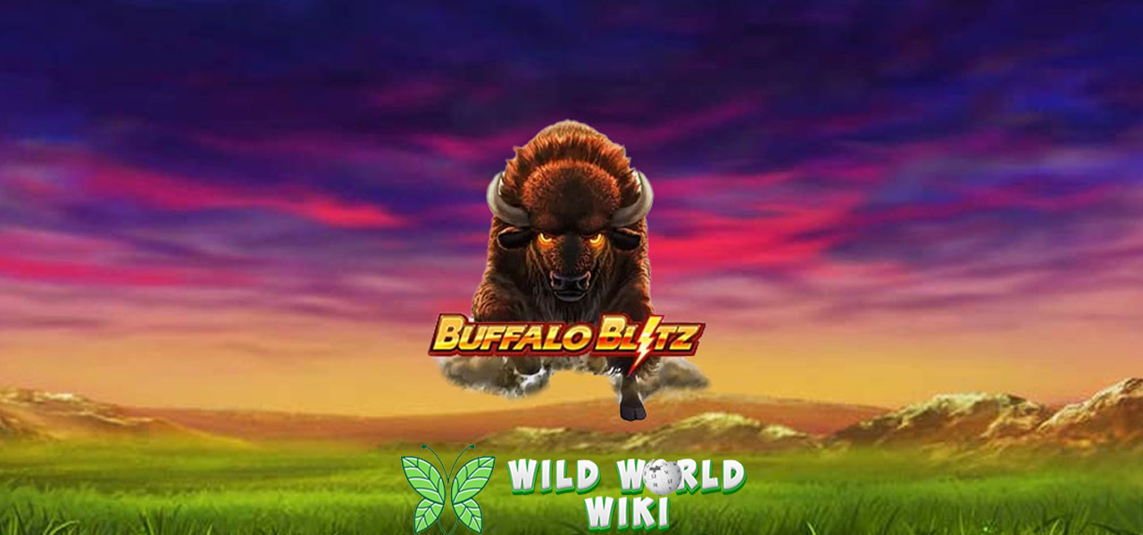 Buffalo Blitz Slot Gacor Terbaik dengan 4.096