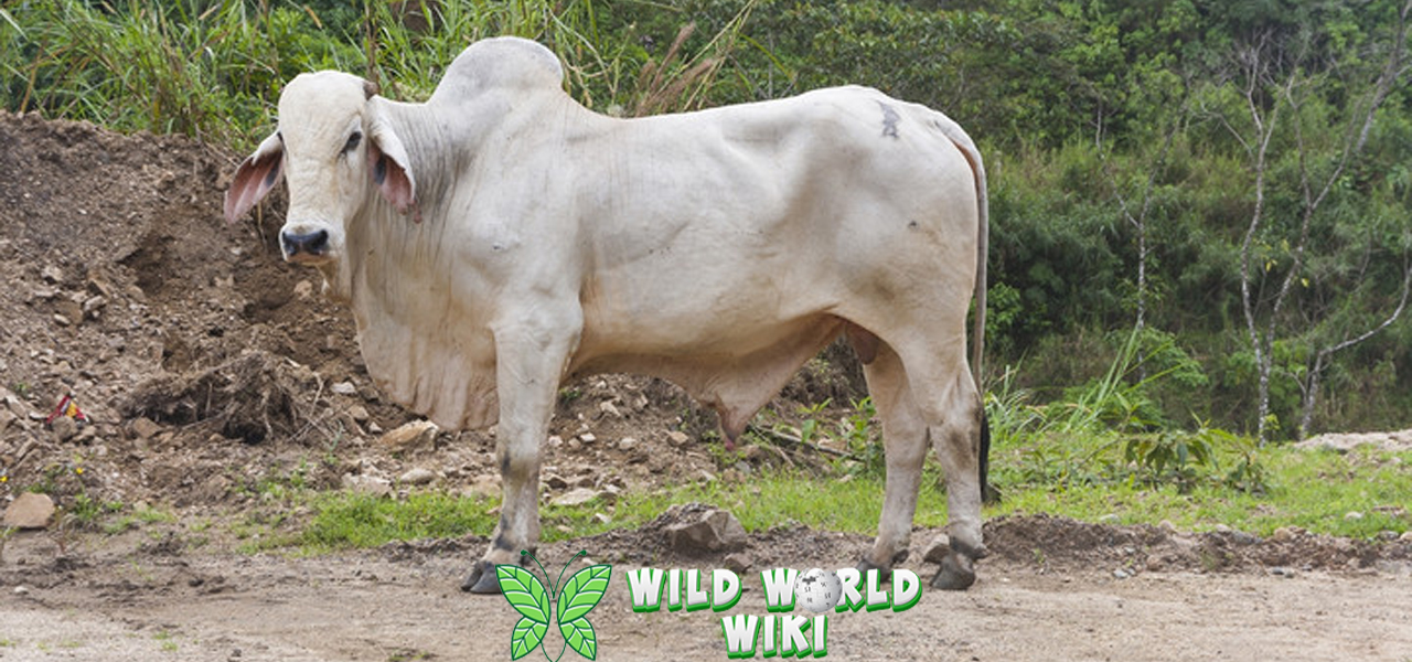Sapi Zebu 3 Adaptasinya dalam Iklim Tropis