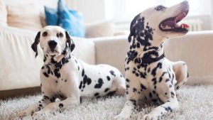 Dalmatian Lebih Hidup Sekadar Anjing Bertotol2! 4 Dalmatian Lebih Hidup Sekadar Anjing Bertotol2!
