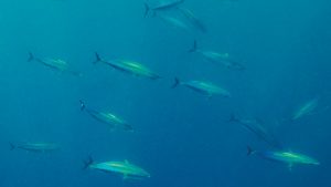 Ikan Cakalang 2 Si Cepat dan Lincah di Lautan