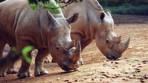 Badak Jawa Hewan 1 Langka yang Terancam Punah