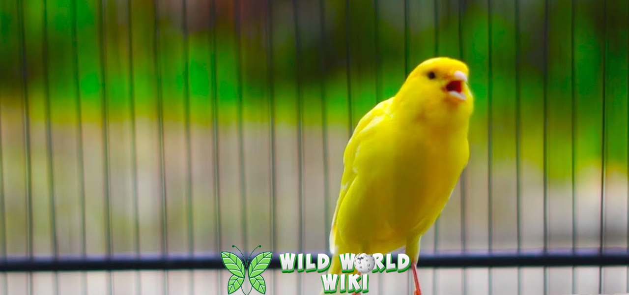 Burung Kenari F1 Dari Peternakan hingga Terjun