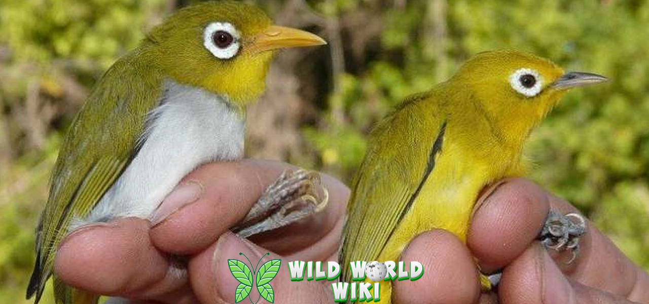 Pleci Fighter Burung Kecil Curiga 01 Mental Juara