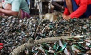 Kerang Kupang Si Kecil yang Berharga dari 200 Laut 4 Kerang Kupang Si Kecil yang Berharga dari 200 Laut