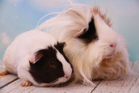 Guinea Pig 5 Karakter Habitat dan Tips Perawatan