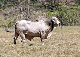 Sapi Zebu 3 Adaptasinya dalam Iklim Tropis 4 Sapi Zebu 3 Adaptasinya dalam Iklim Tropis