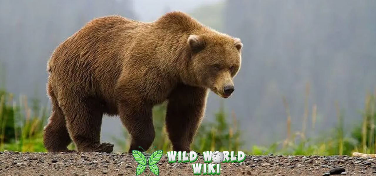 Beruang Grizzly 11 Info Penting Unik dari Alam Liar 3 Beruang Grizzly 11 Info Penting Unik dari Alam Liar