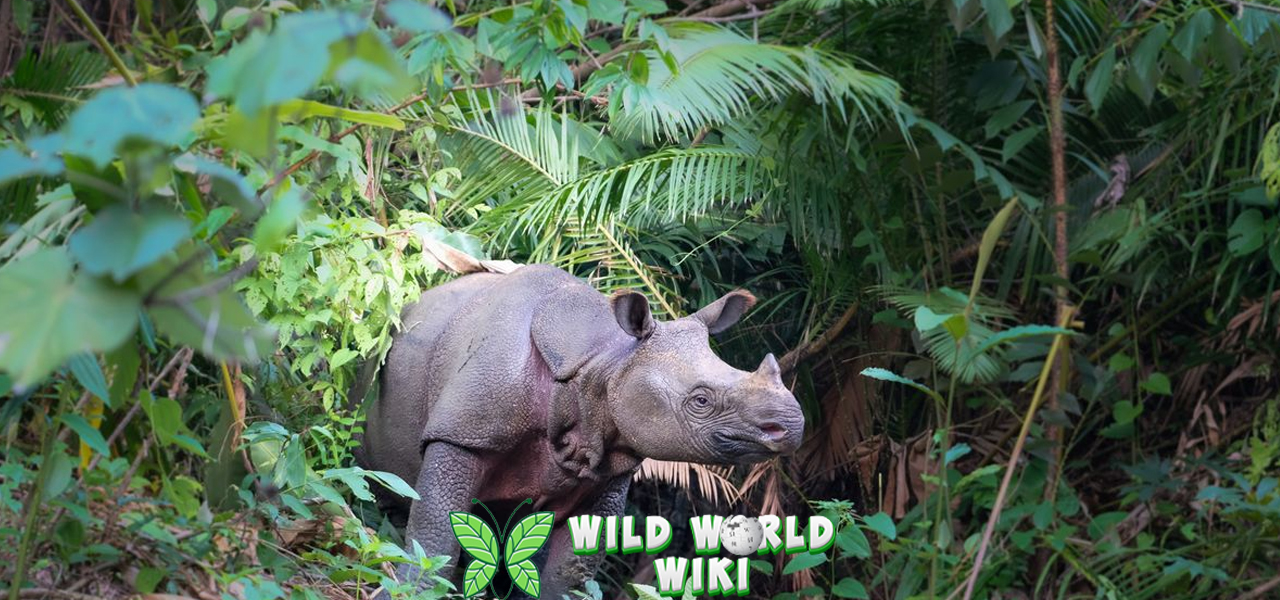 Badak Jawa Hewan 1 Langka yang Terancam Punah 3 Badak Jawa Hewan 1 Langka yang Terancam Punah