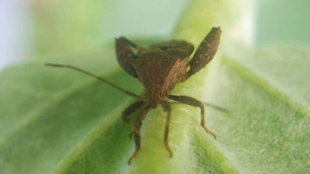 Kepik Serangga Cantik dengan 11 Peran Penting