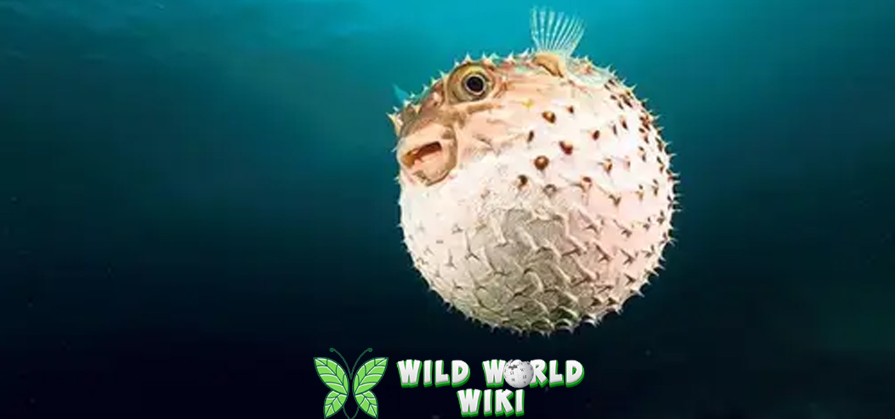 Ikan Butal Predator 3 Air yang Penuh Misteri 3 Ikan Butal Predator 3 Air yang Penuh Misteri