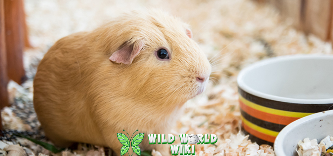 Guinea Pig 5 Karakter Habitat dan Tips Perawatan 3 Guinea Pig 5 Karakter Habitat dan Tips Perawatan