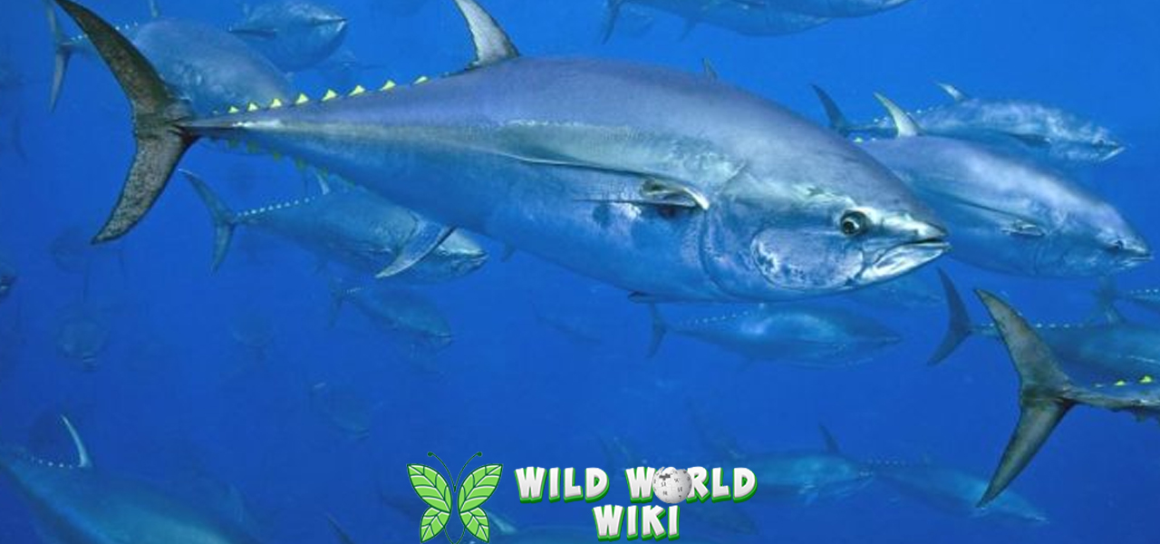 Ikan Cakalang 2 Si Cepat dan Lincah di Lautan 3 Ikan Cakalang 2 Si Cepat dan Lincah di Lautan