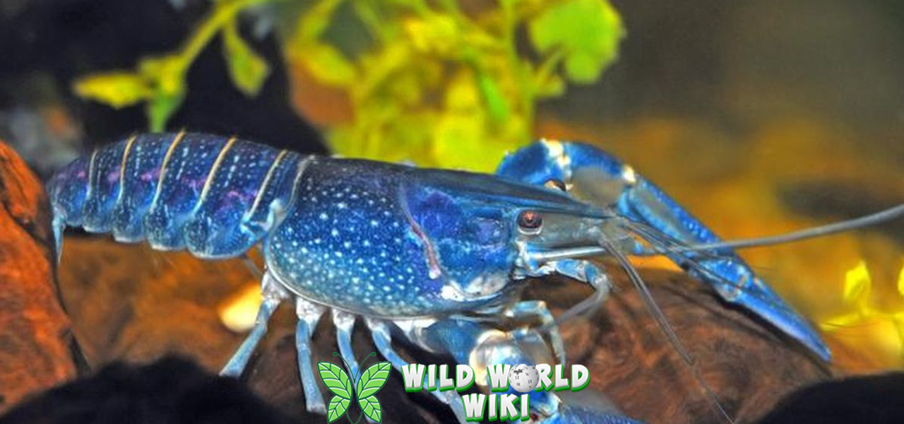 Mengenal Lobster Hewan 6 Laut Bernilai Cerdas