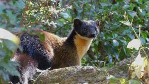 4 Cara Marten Bertahan Hidup di Alam Liar 4 4 Cara Marten Bertahan Hidup di Alam Liar