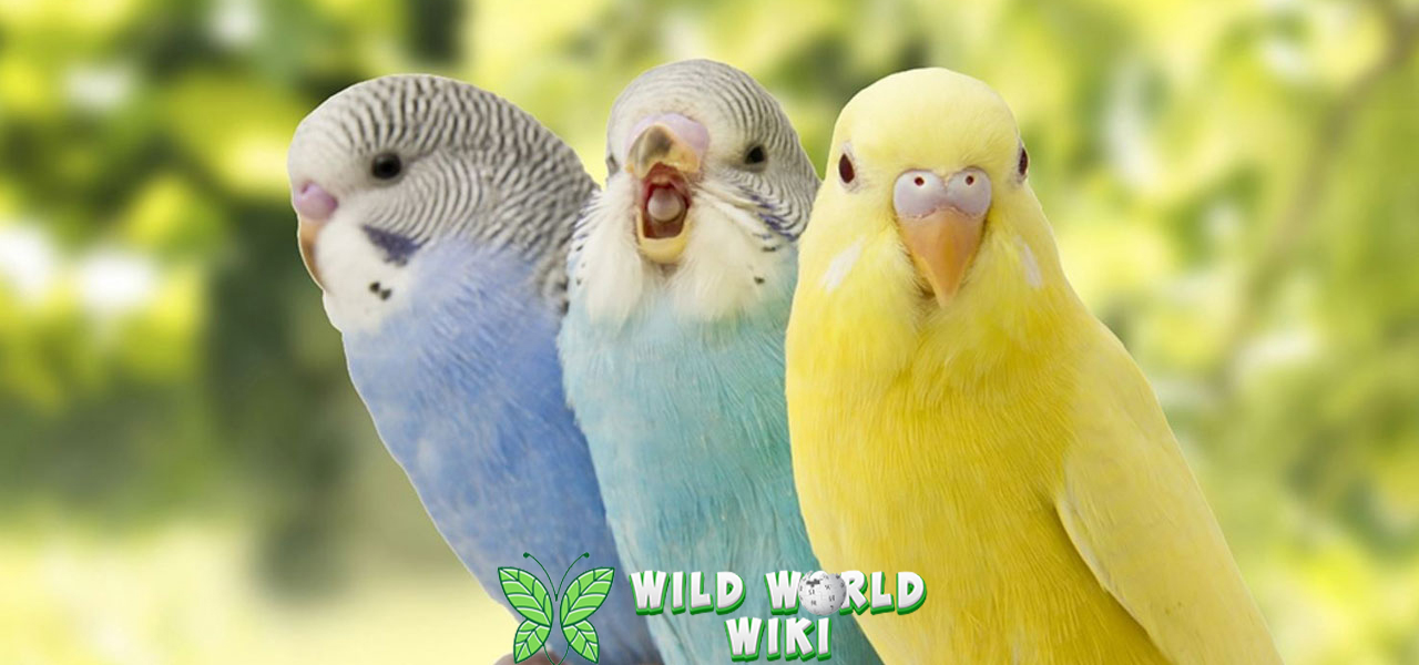 Burung Parkit Hewan Pintar dengan 1 Kepribadian Unik 3 Burung Parkit Hewan Pintar dengan 1 Kepribadian Unik