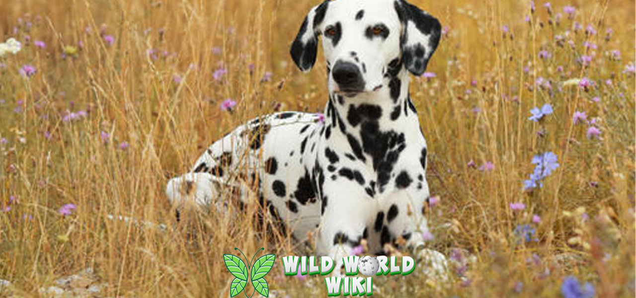 Dalmatian Lebih Hidup Sekadar Anjing Bertotol2!