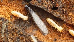 Laron 3 Kehidupan Penuh Singkat Serangga Musiman