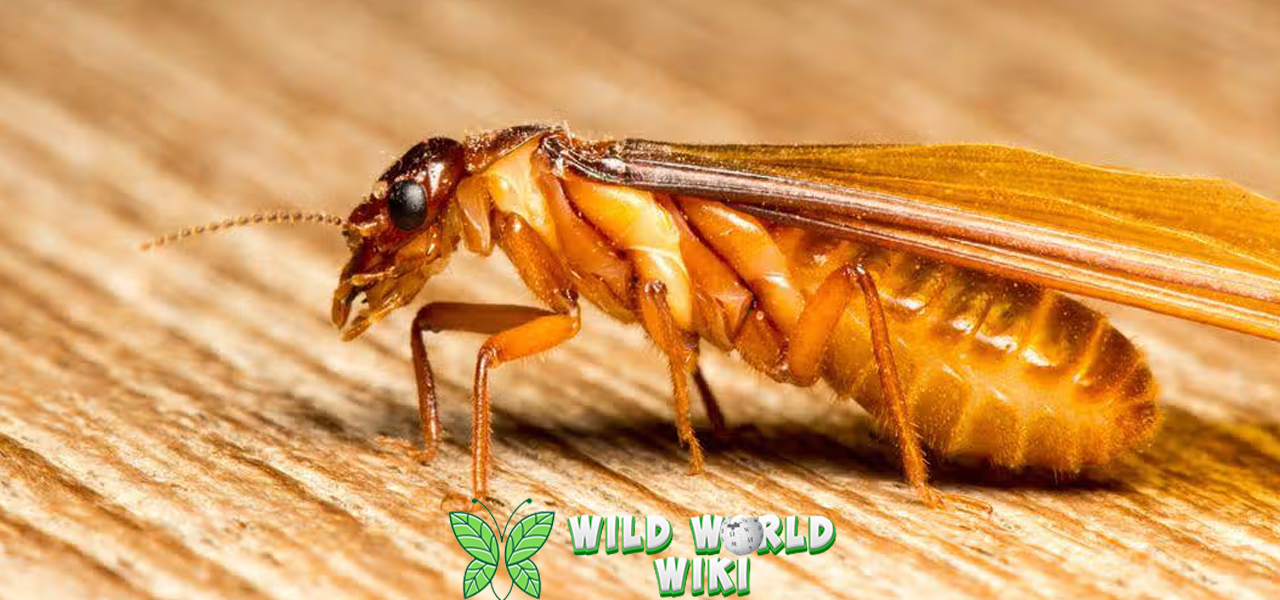 Laron 3 Kehidupan Penuh Singkat Serangga Musiman 3 Laron 3 Kehidupan Penuh Singkat Serangga Musiman