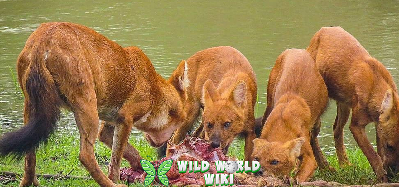 Anjing Hutan Predator 2 Cerdas di Alam Liar 3 Anjing Hutan Predator 2 Cerdas di Alam Liar