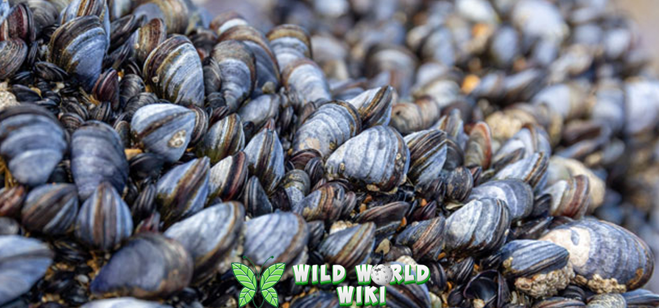 Kerang Kupang Si Kecil yang Berharga dari 200 Laut 3 Kerang Kupang Si Kecil yang Berharga dari 200 Laut