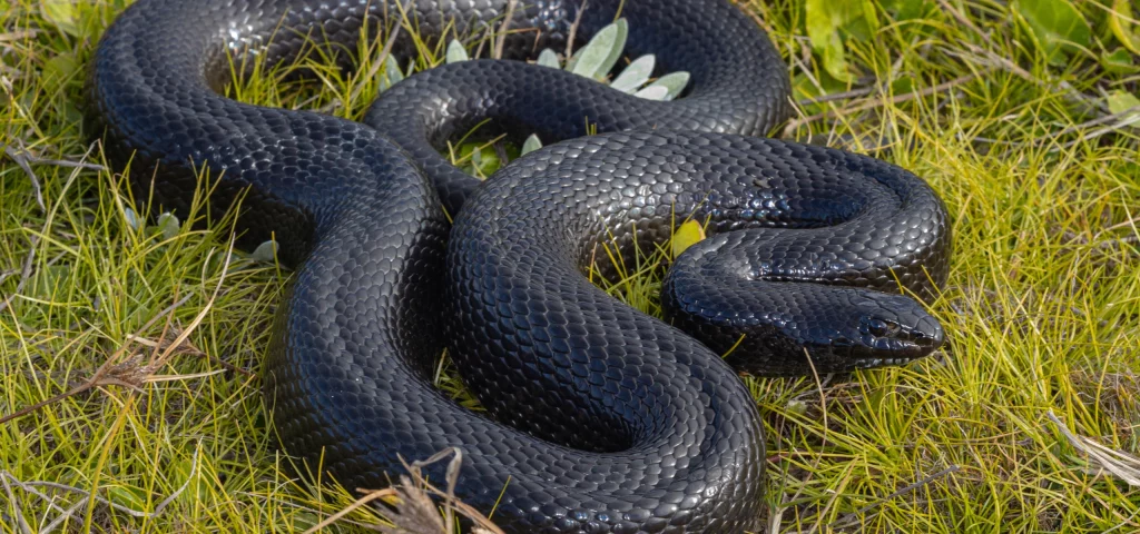 Mole Vipers Ular Bawah Tanah yang Mengintai 3 Mangsa