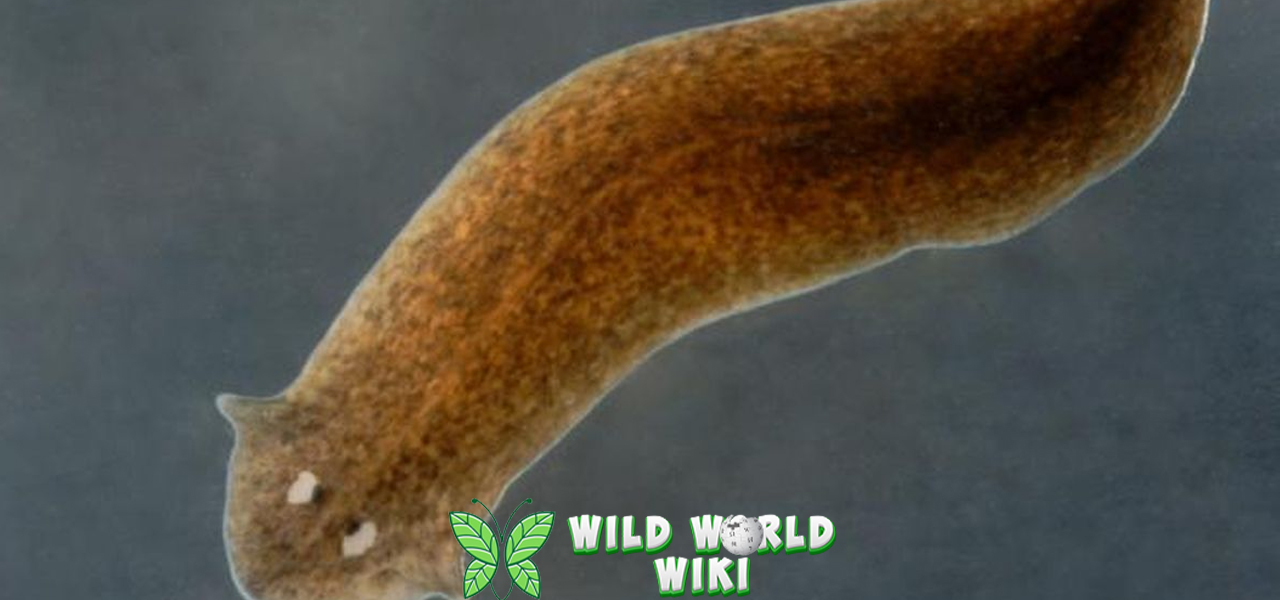 Cacing Pipih Dunia 12 Mikro yang Meledak