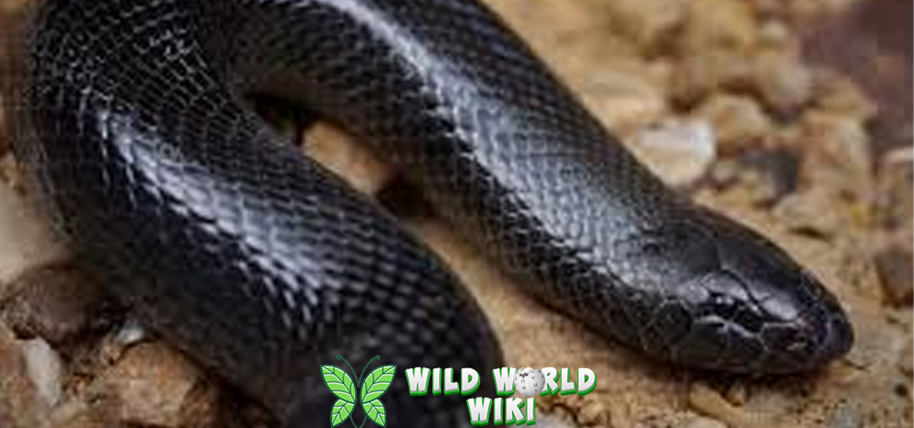 Mole Vipers Ular Bawah Tanah yang Mengintai 3 Mangsa