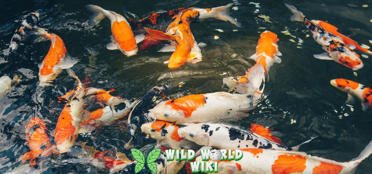 10 Alasan Curiga Ikan Koi Ikon Keindahan Kolam 3 10 Alasan Curiga Ikan Koi Ikon Keindahan Kolam