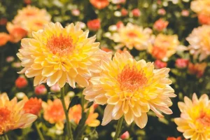 Bunga Seruni baru 2 Viral di TikTok Ini Alasannya!