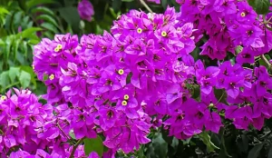 Bougenville 365 Keindahan yang Hidup Tiap Hari